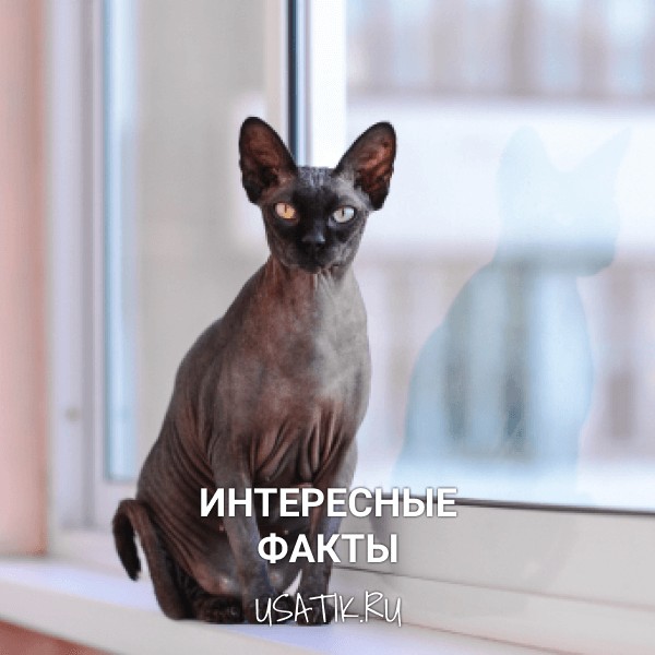 Интересные факты о сфинксах