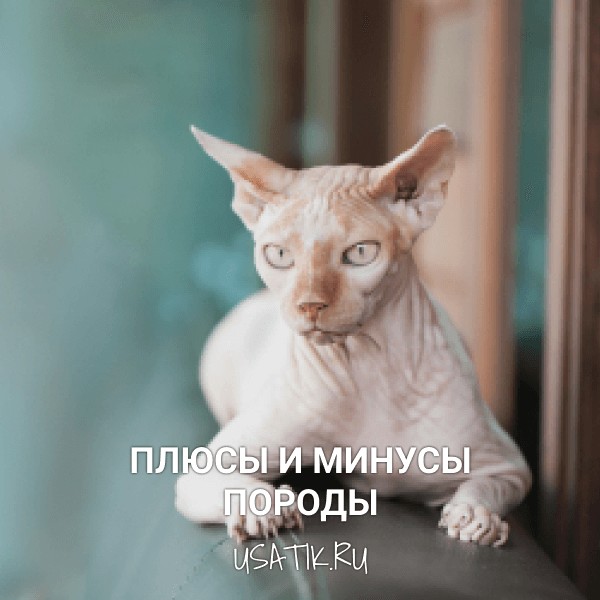 Плюсы и минусы сфинксов