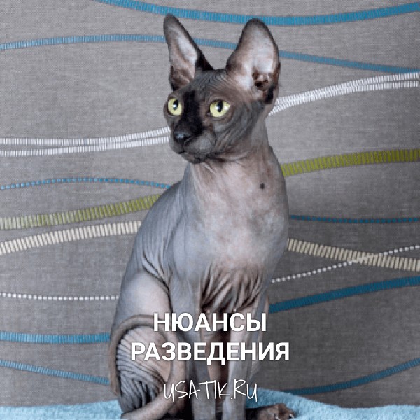 Разведение сфинксов