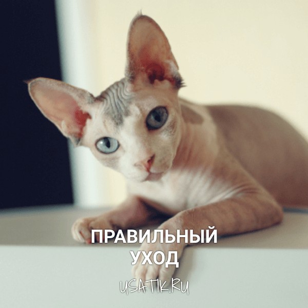 Уход за сфинксами