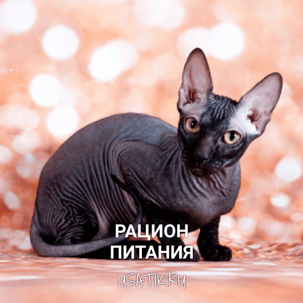 Рацион питания сфинксов