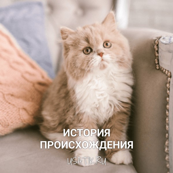 История происхождения селкирк-рексов