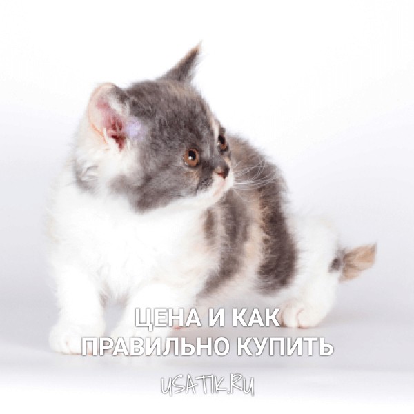 Селкирк-рекс - цена и как правильно купить