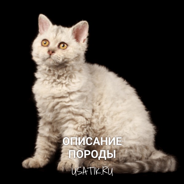 Селкирк-рекс - описание породы