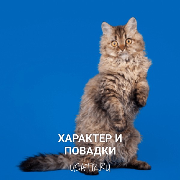 Характер и повадки селкирк-рексов