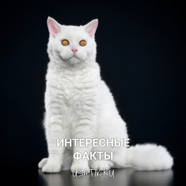Интересные факты селкирк-рексах