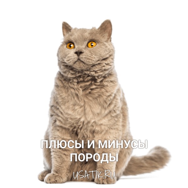 Плюсы и минусы селкирк-рексов