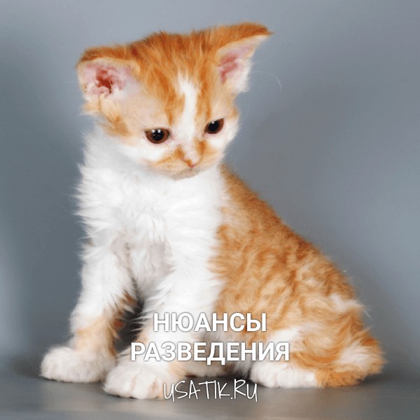 Разведение селкирк-рексов