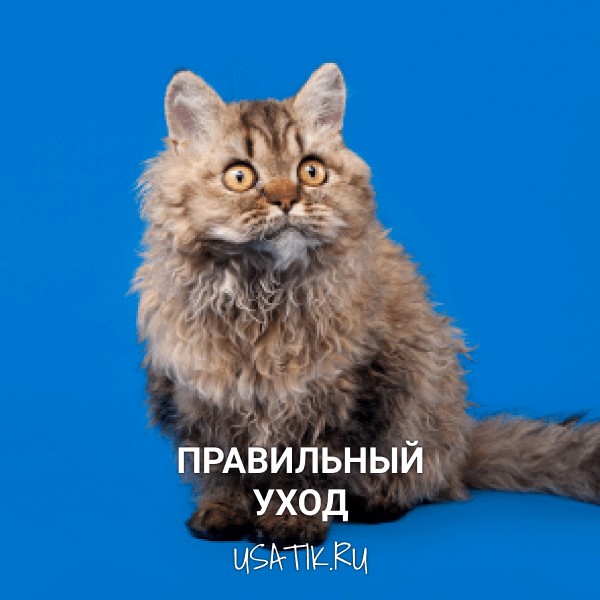 Уход за селкирк-рексами
