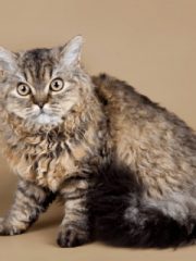 Селкирк-рекс