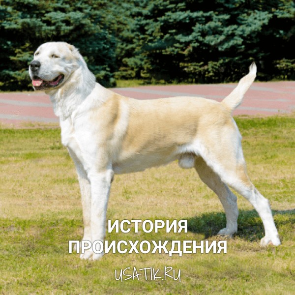 История происхождения среднеазиатских овчарок
