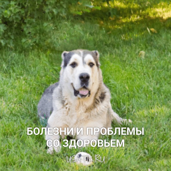 Болезни и проблемы со здоровьем