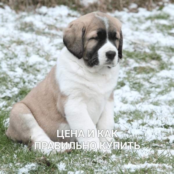 Среднеазиатская овчарка - цена и как правильно купить