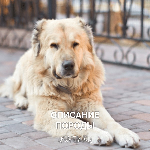 Среднеазиатская овчарка - описание породы