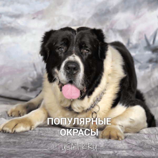 Популярные окрасы среднеазиатских овчарок