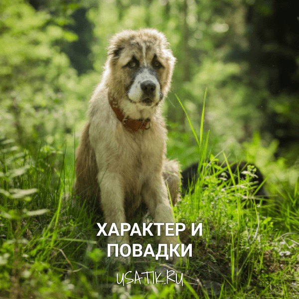 Характер и повадки среднеазиатских овчарок
