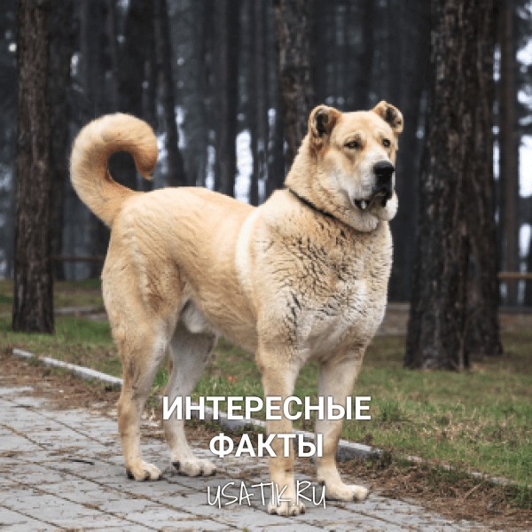 Интересные факты о среднеазиатских овчарках