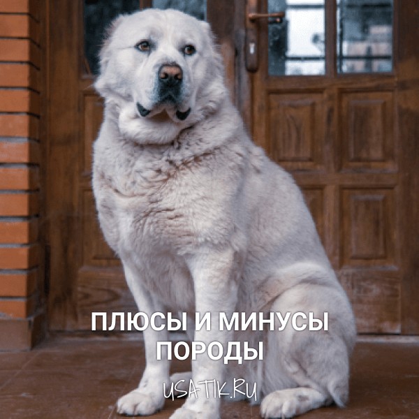 Плюсы и минусы среднеазиатских овчарок