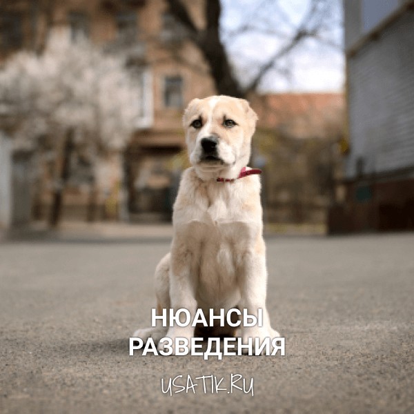 Разведение среднеазиатских овчарок
