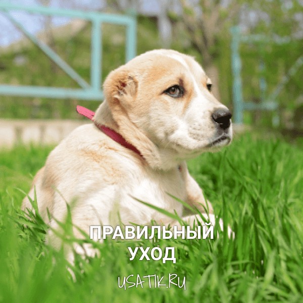 Уход за среднеазиатскими овчарками