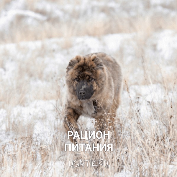 Рацион питания среднеазиатских овчарок