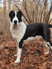 Среднеазиатская овчарка