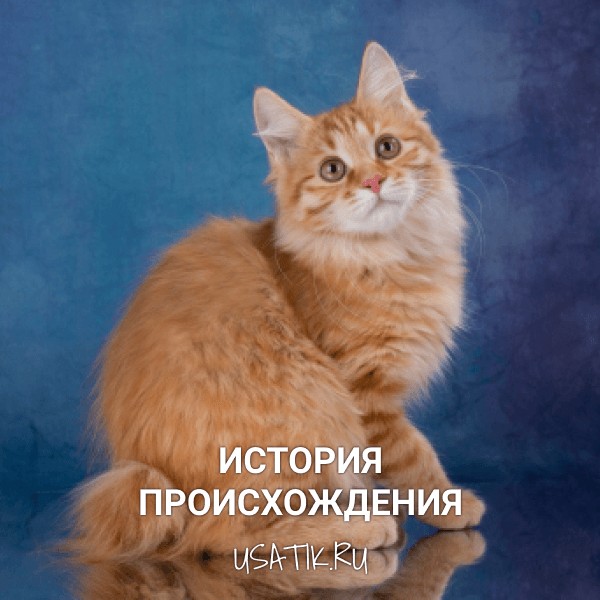 История происхождения курильских бобтейлов