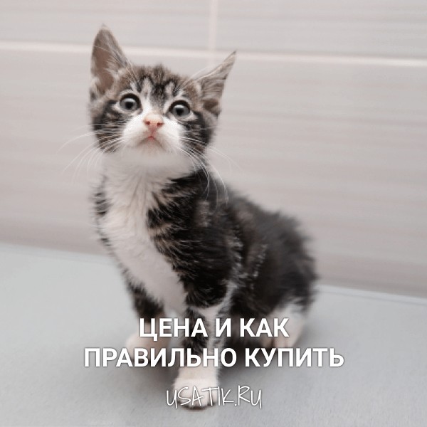 Курильский бобтейл - цена и как правильно купить