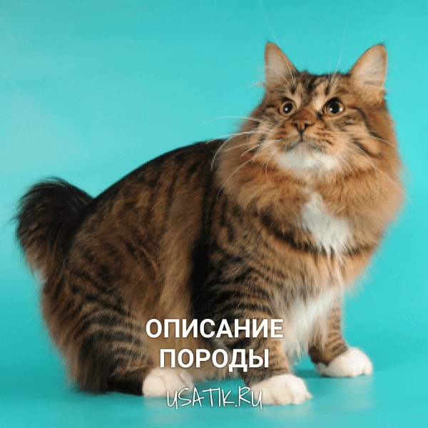 Курильский бобтейл - описание породы