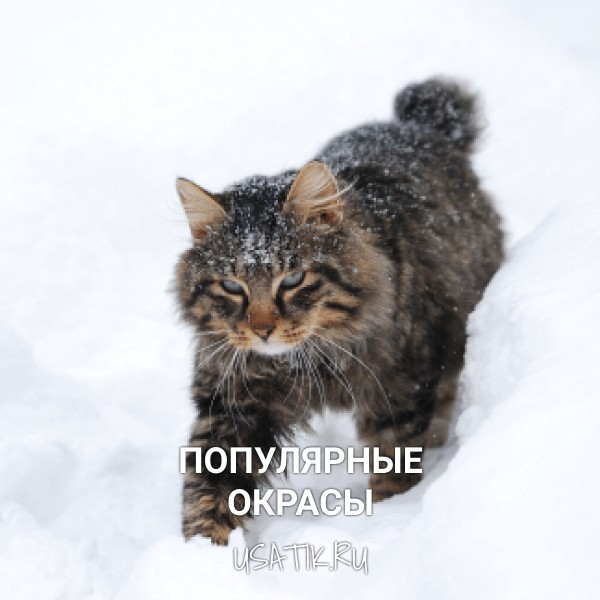 Популярные окрасы курильских бобтейлов