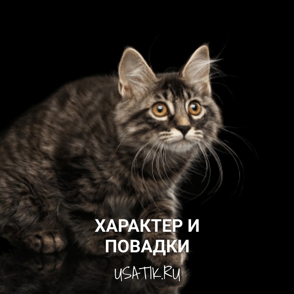 Характер и повадки курильских бобтейлов