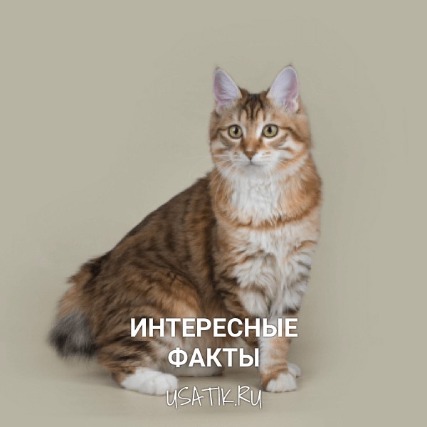 Интересные факты о курильских бобтейлах