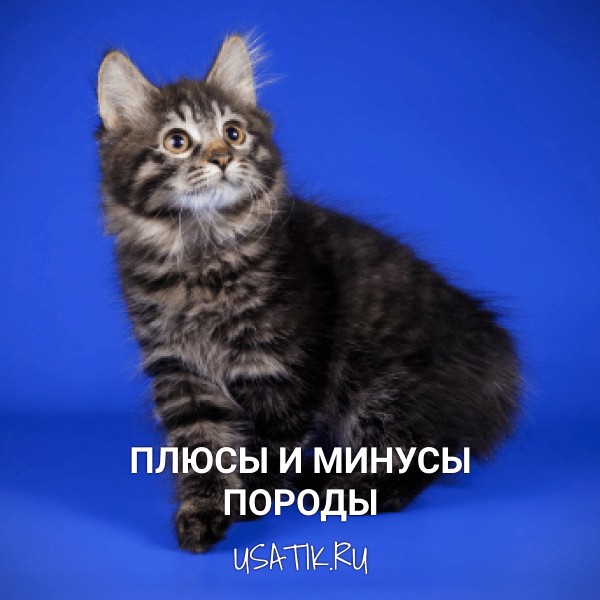 Плюсы и минусы курильских бобтейлов