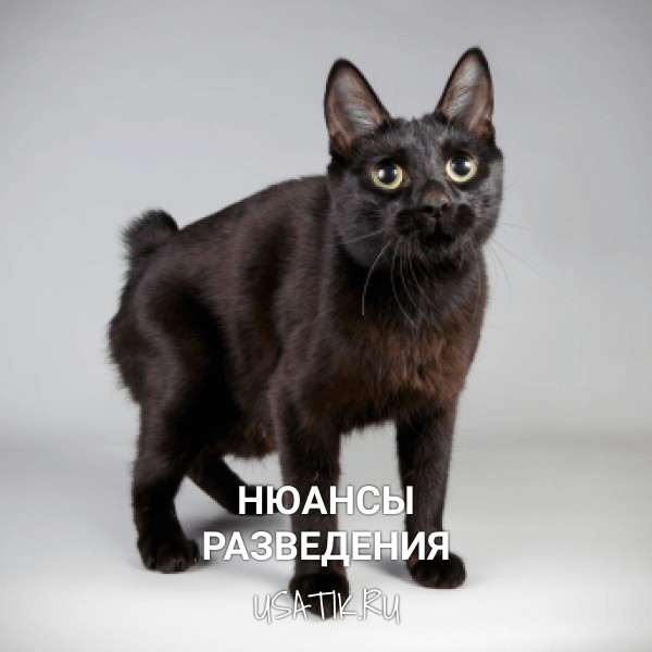 Разведение курильских бобтейлов