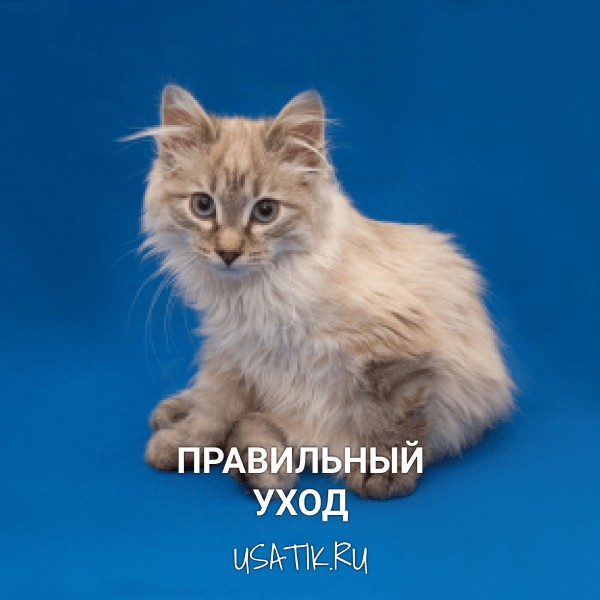 Уход за курильскими бобтейлами