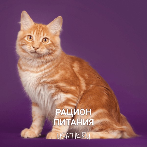 Рацион питания курильских бобтейлов