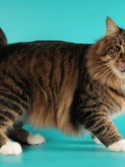 Курильский бобтейл