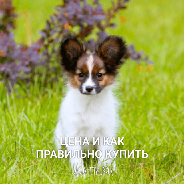 Папильон - цена и как правильно купить