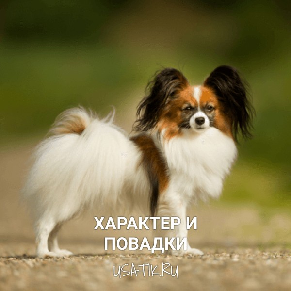 Характер и повадки папильонов