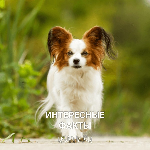 Интересные факты о папильонах