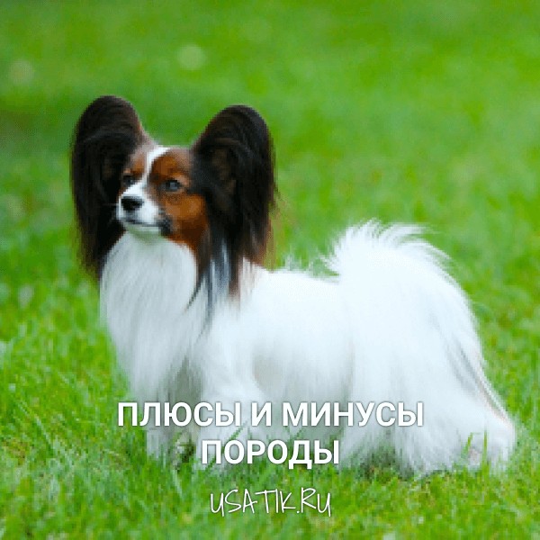 Плюсы и минусы папильонов