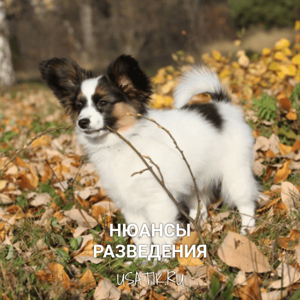 Разведение папильонов