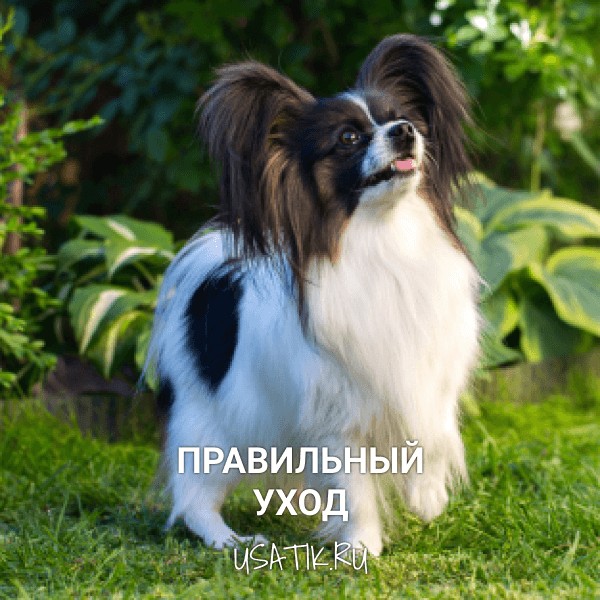 Уход за папильонами