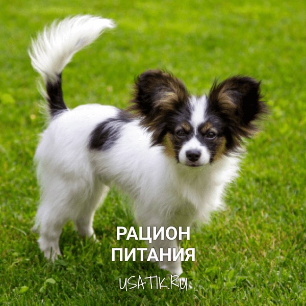 Рацион питания папильонов