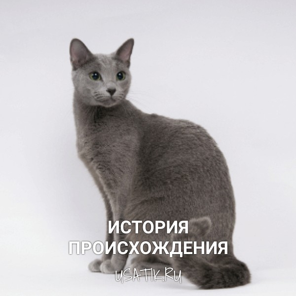 История происхождения русских голубых кошек