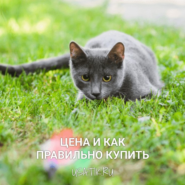 Русская голубая кошка - цена и как правильно купить