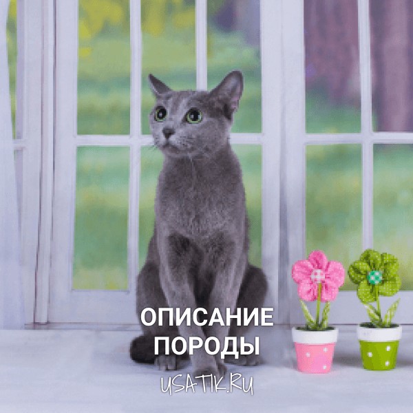Русская голубая кошка - описание породы