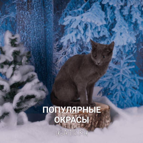 Популярные окрасы русских голубых кошек