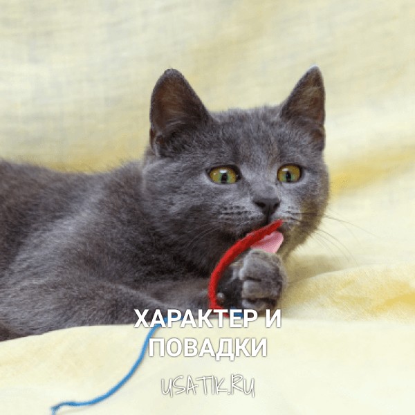 Характер и повадки русских голубых кошек