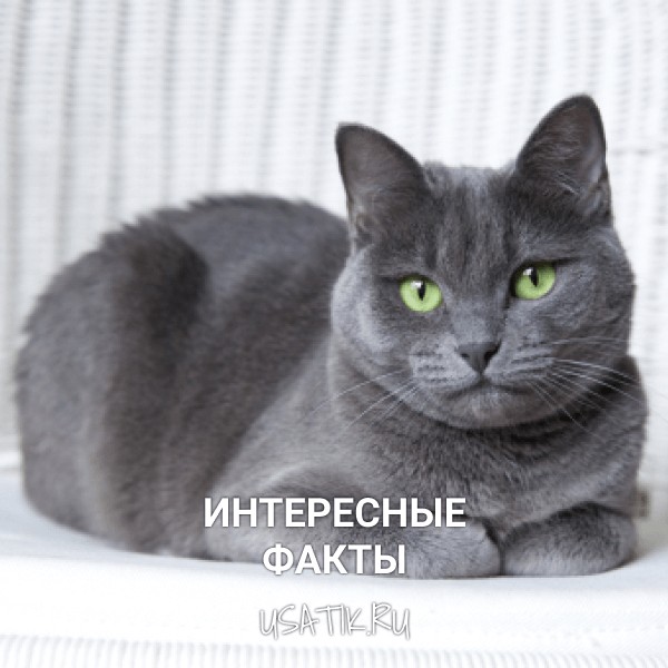 Интересные факты о русских голубых кошках